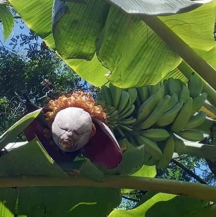 Cette banane qui ne voulait pas fleurir