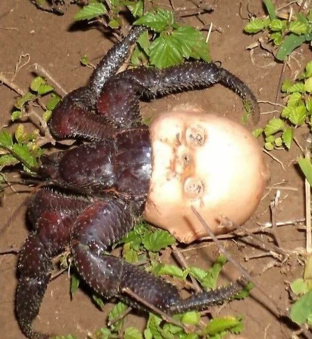 Ce bernard-l'hermite sort tout droit d'un cauchemar.