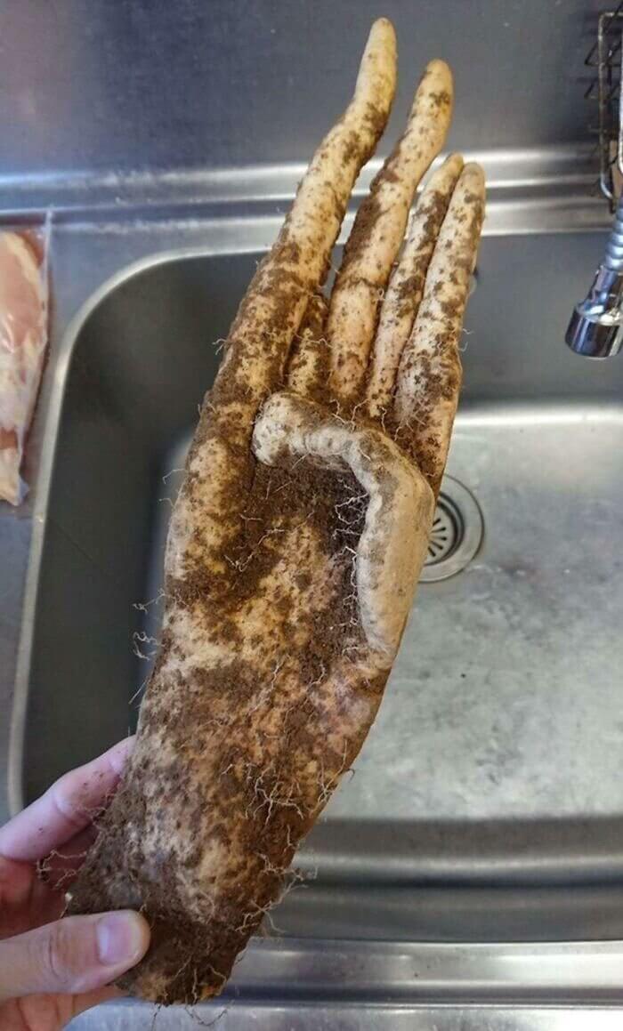 La pomme de terre la plus effrayante que tu ne verras jamais