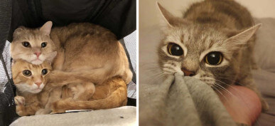 40+ Adorable Cat Photos That Will Melt Your Heart