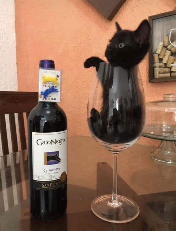 Glass Full Of Kitty