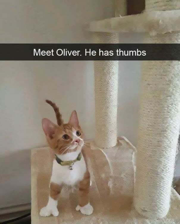 Should his name be Mittens? 