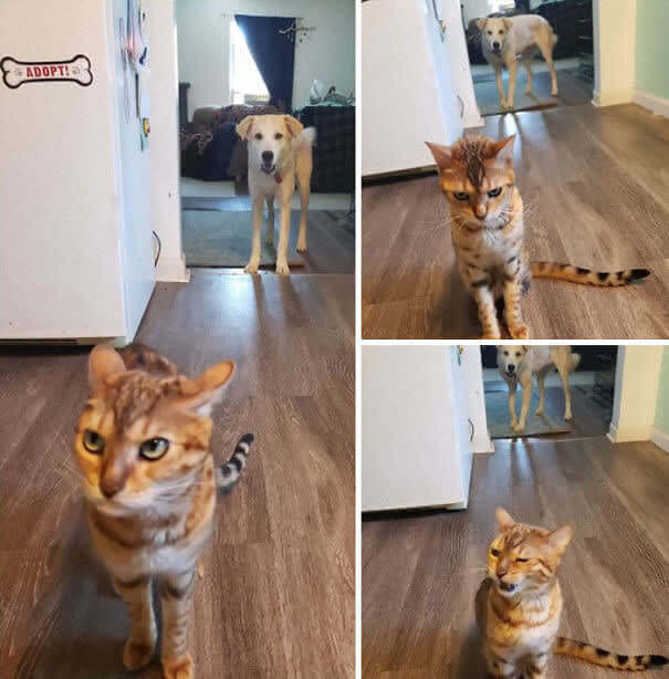 The Dog Ate Her Food, So She Went To Tell On Him