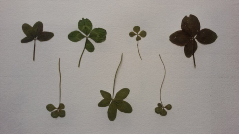 The Clover That Changed Their Luck