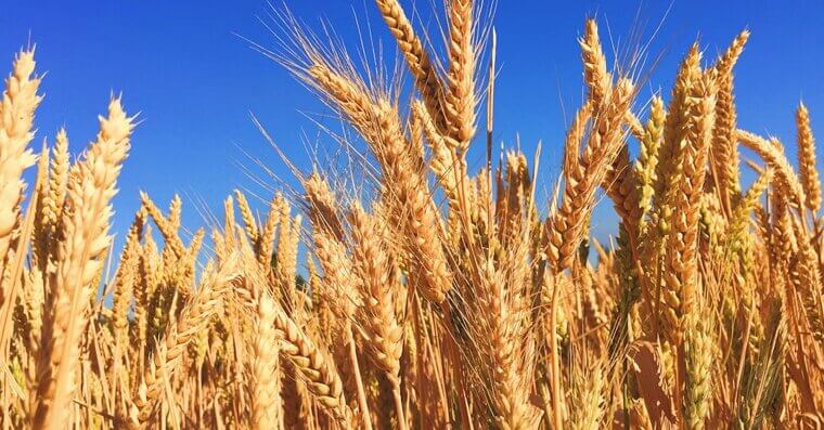 Farmland Leasing