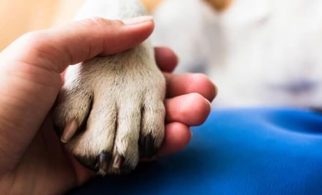 How To Deal With A Pet Loss?