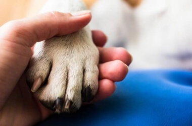 How To Deal With A Pet Loss?