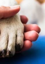 How To Deal With A Pet Loss?