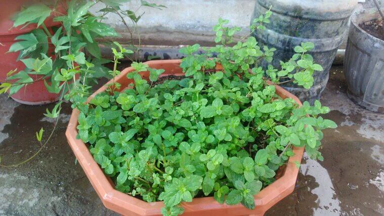 Sweet Mint: The Unstoppable Indoor Greenery