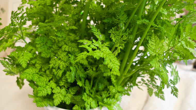 Delicate Chervil: The "Gourmet's Parsley"