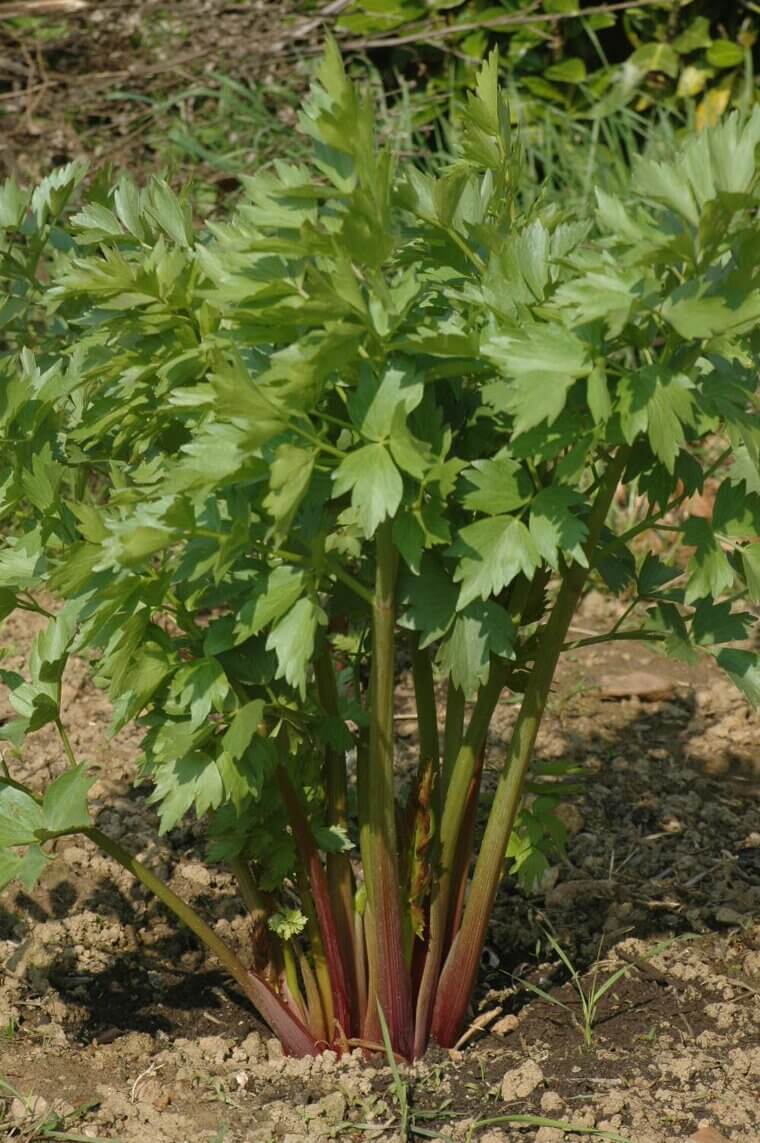 Bold Lovage: The Celery-Scented Giant