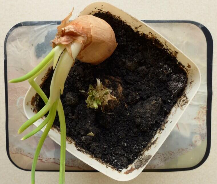 Resilient Chives: The "Set It and Forget It" Onion Alternative