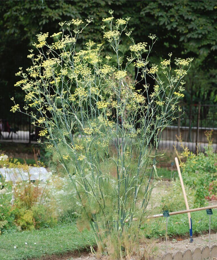Florence Fennel: The Anise-Flavored Wonder