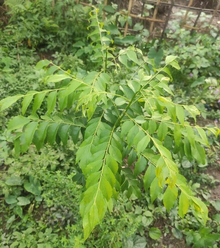 Fragrant Curry Leaf: The Authentic Aromatic Tree