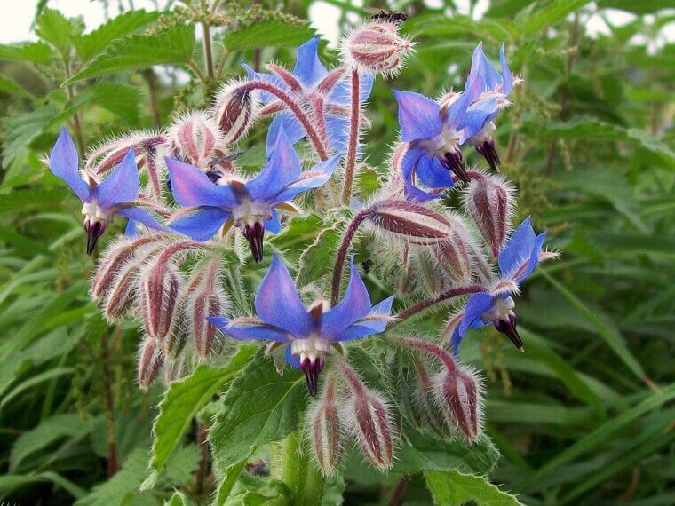 Beautiful Borage: The Cucumber-Flavored Star