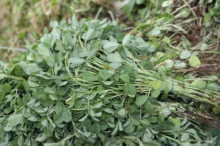 Earthy Fenugreek: The Fast-Acting Micro-Spice