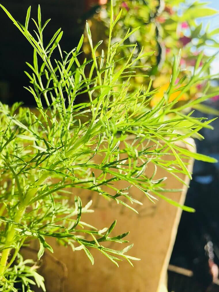 Feathery Dill: The Quick-Growing Aromatic