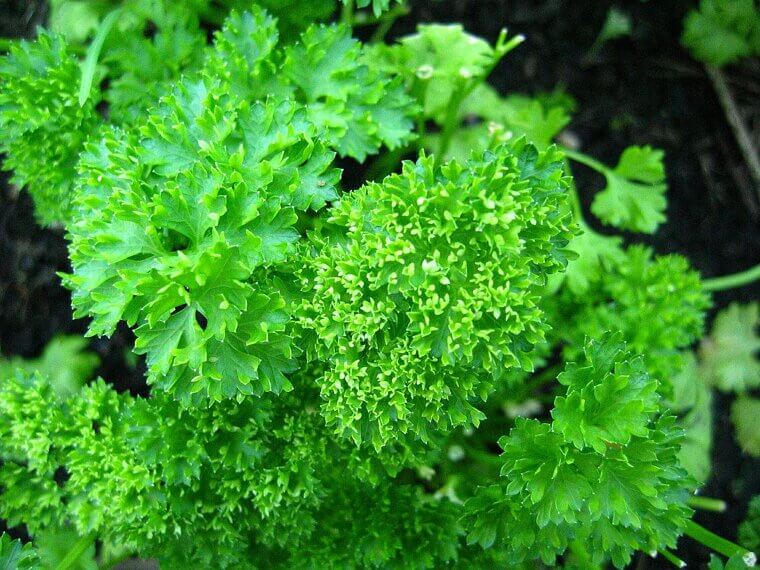 Italian Parsley: The Nutrient-Rich Window Staple