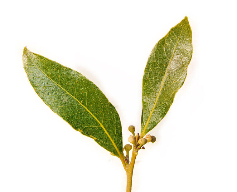 Regal Bay Laurel: The Slow-Growing Kitchen Tree