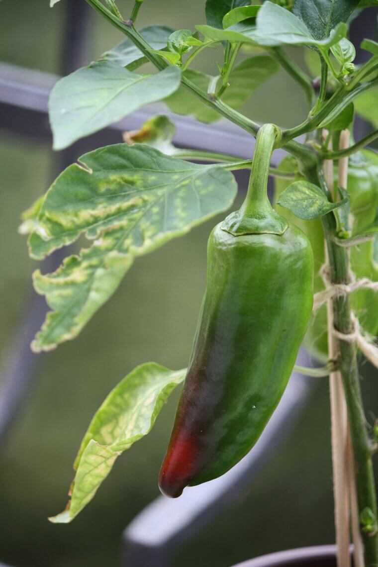 Paprika Peppers: The Colorful Indoor Ornamental