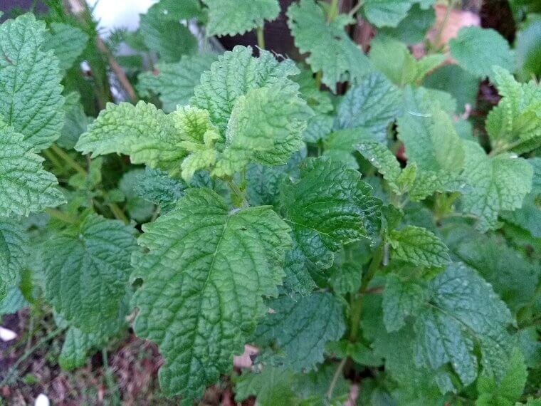 Calming Lemon Balm: The Fragrant and Forgiving Mint Relative