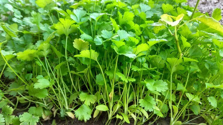 Fresh Coriander: The Cool-Temp Specialty