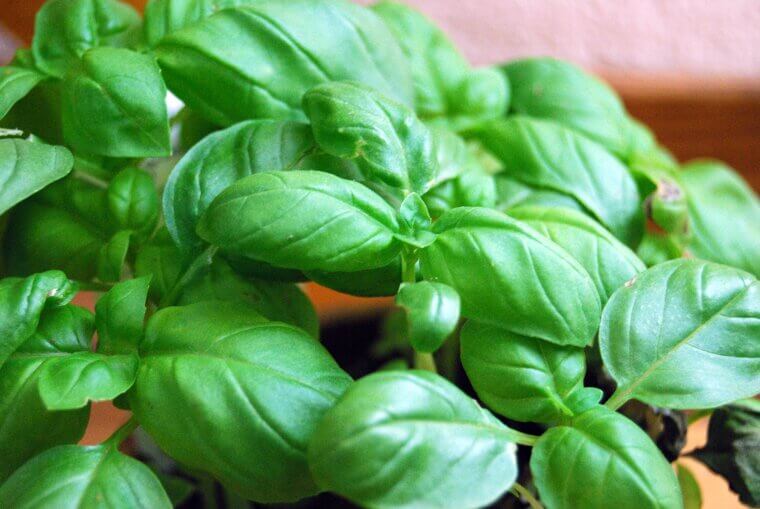 Peppery Basil: The Fast-Growing Window Sensation