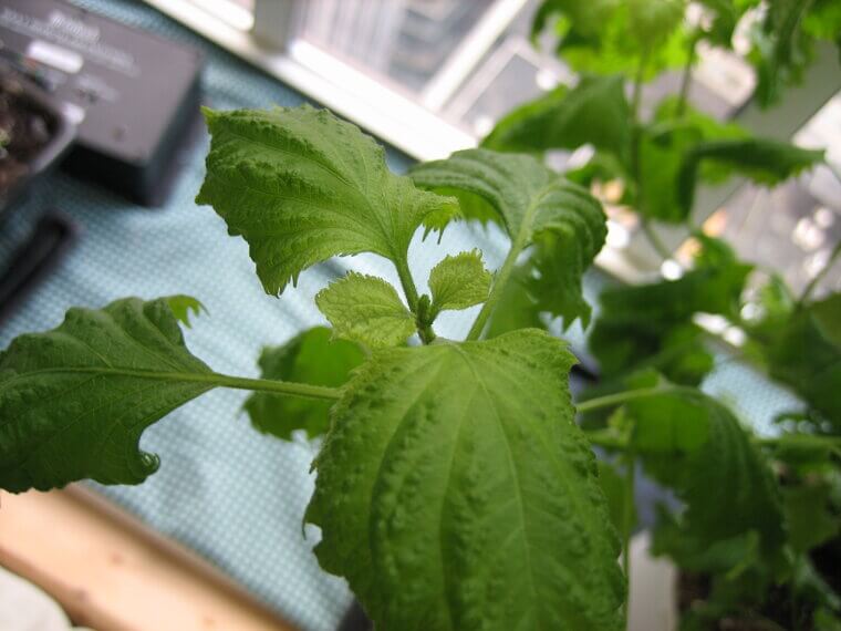 Unique Shiso: The Japanese Mint Relative
