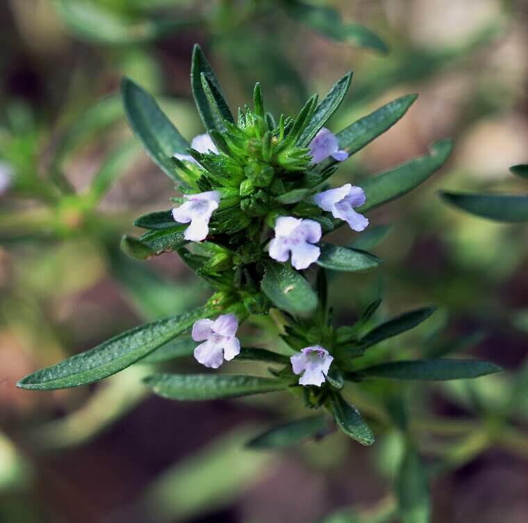 Summer Savory: The Peppery Year-Round Companion