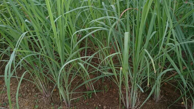 Tropical Lemongrass: The Water-Loving Tall Grass