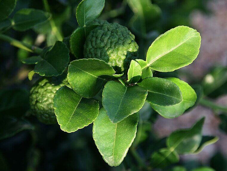 Zesty Kaffir Lime: The Double-Leafed Wonder