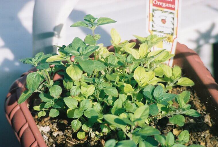 Zesty Oregano: The Spreading Spice That Loves a Trim