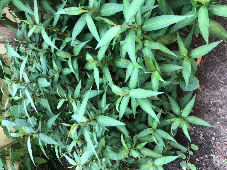 Vietnamese Coriander: The Heat-Loving Alternative