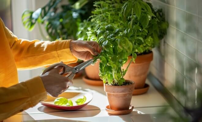 Spices That Can Easily Be Grown At Home In Any Season