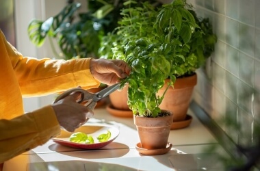 Spices That Can Easily Be Grown At Home In Any Season