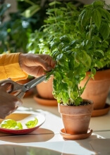 Spices That Can Easily Be Grown At Home In Any Season