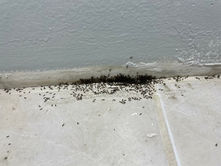 Vinegar Spray for Ants