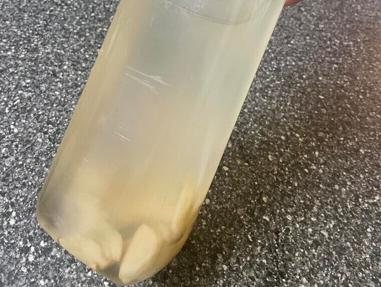 Garlic Spray for Garden Invaders