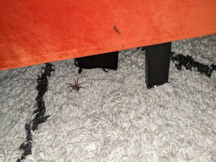 Vinegar Spray for Spiders