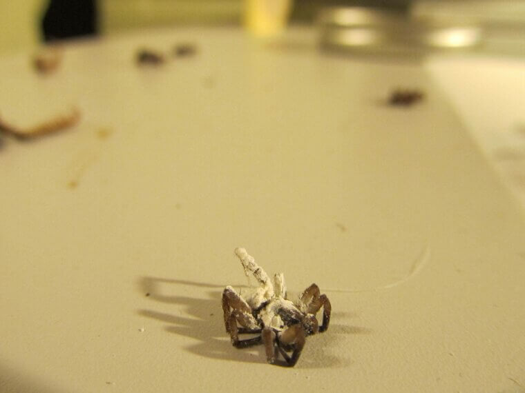 Diatomaceous Earth Sprinkle