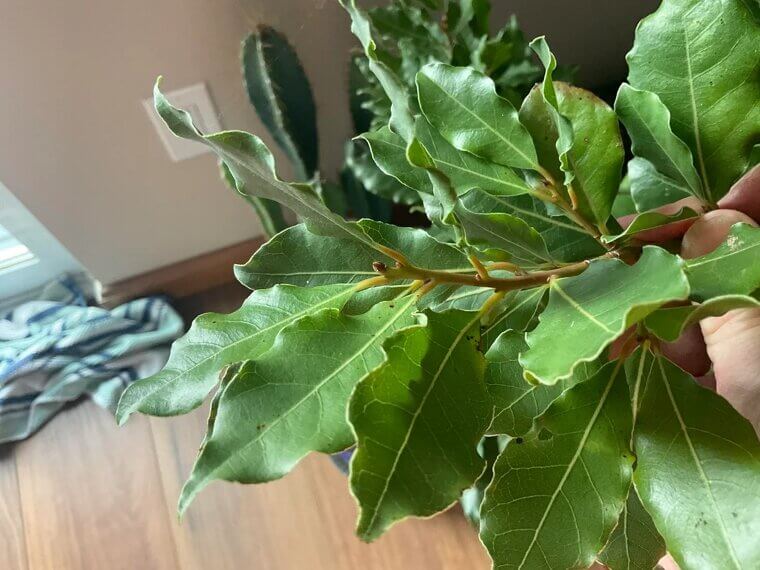 Bay Leaves in Pantry Corners