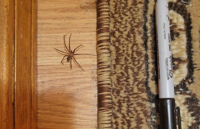 Peppermint Oil for Spiders