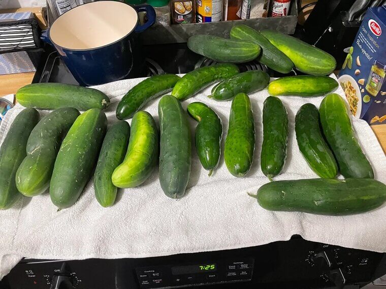 Cucumber Slices for Roaches