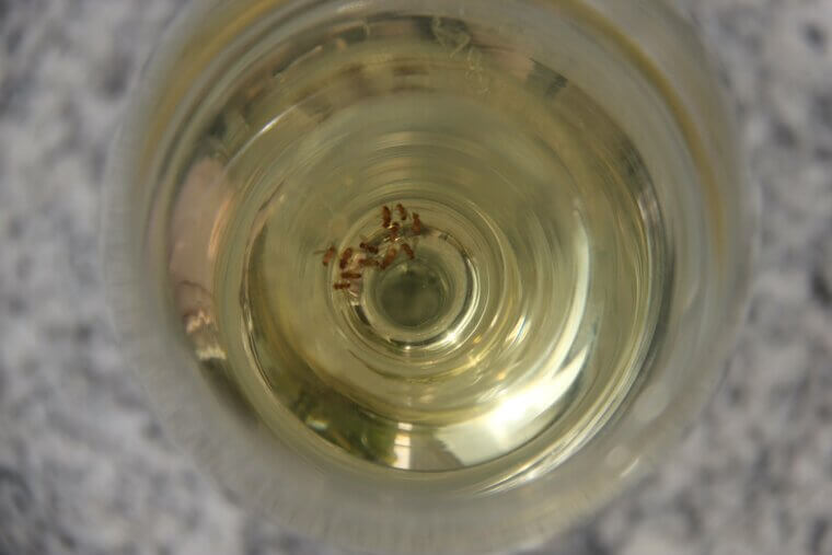 Dish Soap Fruit Fly Trap