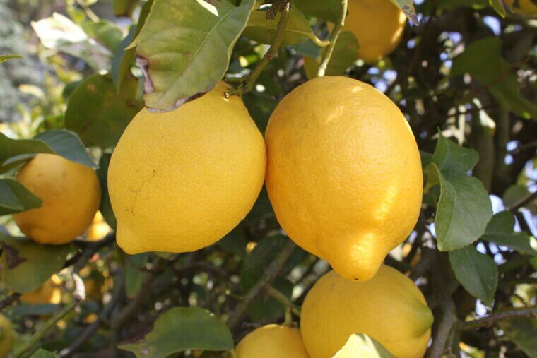 Lemon Juice for Ant Trails