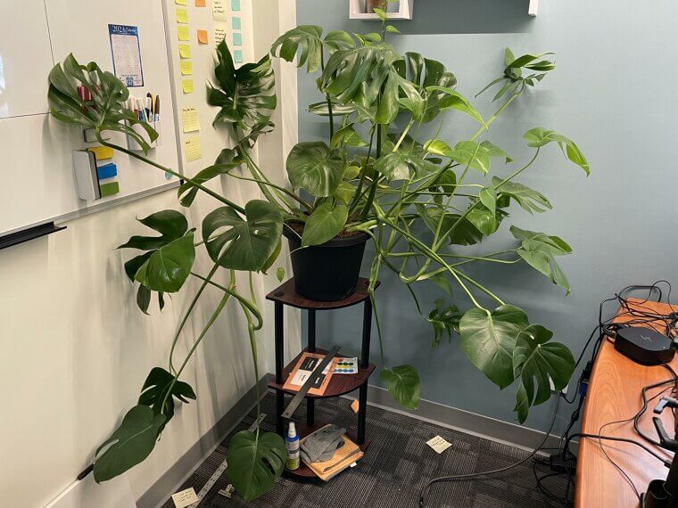 Petroleum Jelly on Plant Stems