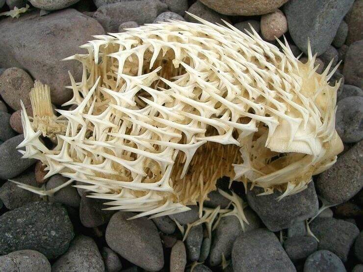 Esqueleto de pez globo