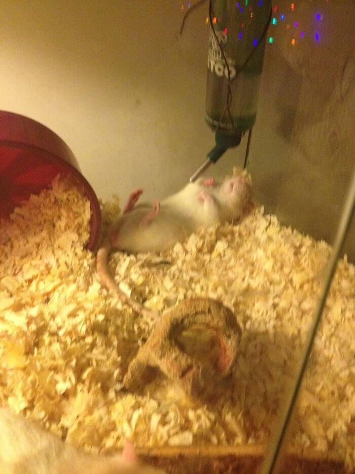 The Mouse Loves To Sleep Like This, But Everyone Thinks It's Dead