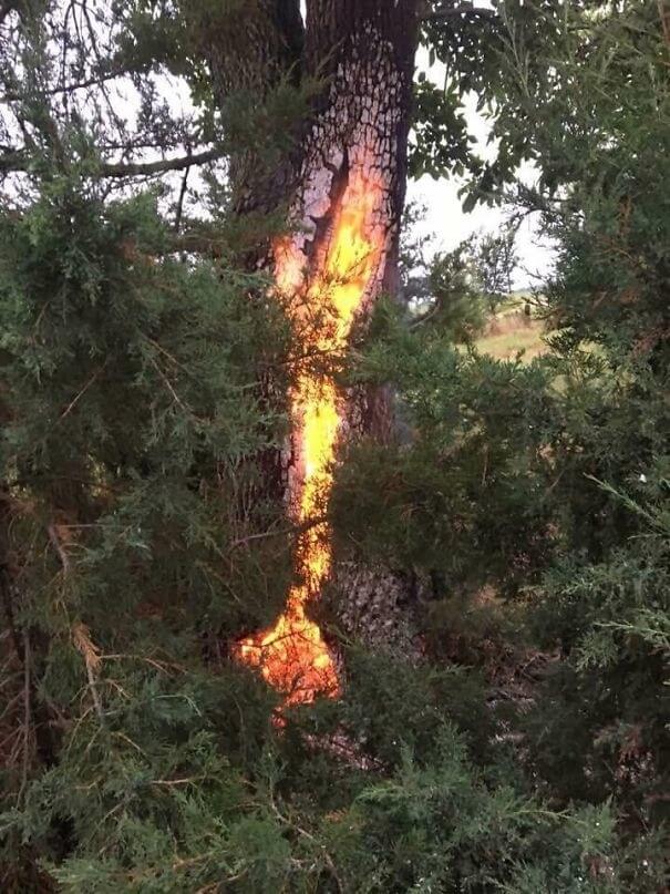 The Tree Is The Portal To The Fiery Dimension