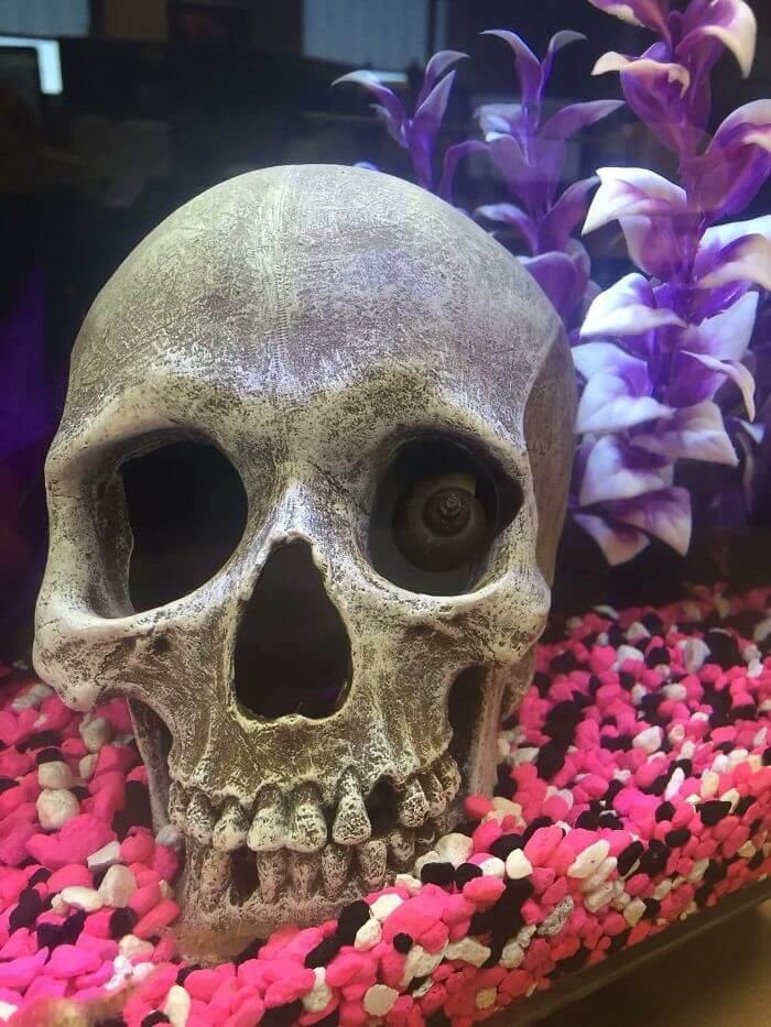The Snail In The Office Fish Tank Freaks People Out